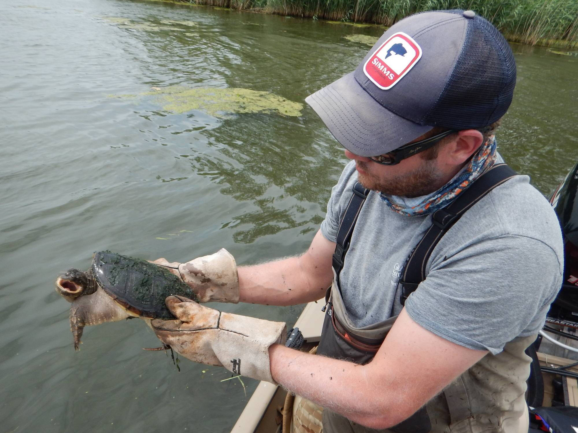 A gloved Travis Ellens prepares to release a small snapping turtle, which has its mouth open while looking at the camera.